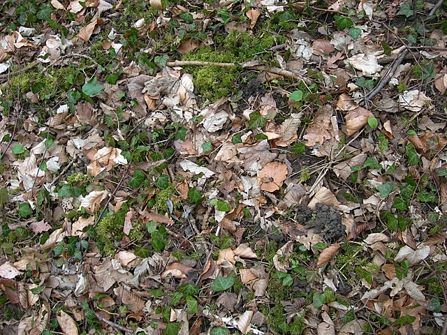 Il Tempo delle Morchelle